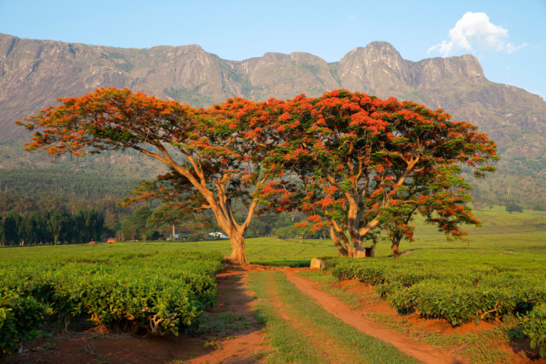 malawi-votes-in-high-stakes-presidential-election