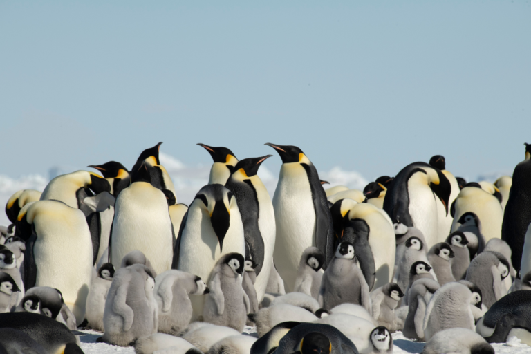 emperor-penguins-declared-endangered